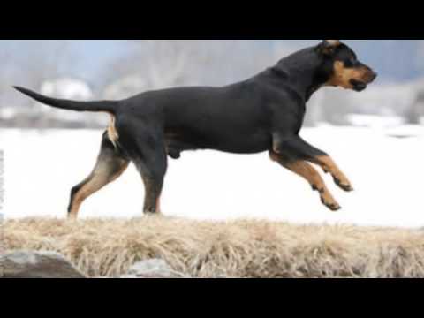 Породы Собак Австрийская гончая брандл бракк Austrian Brandlbracke, Austrian Hound YouTube 720p