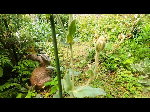 【庭冒険、庭探索、庭散歩】【ガーデニング、園芸、庭】