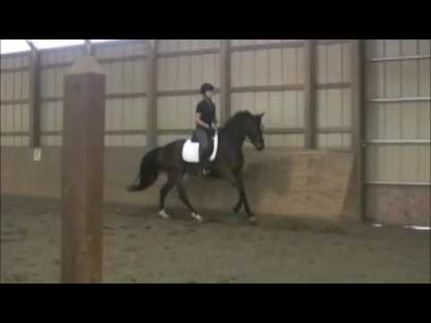 Dressage young horse- ridden by Kristin Casey