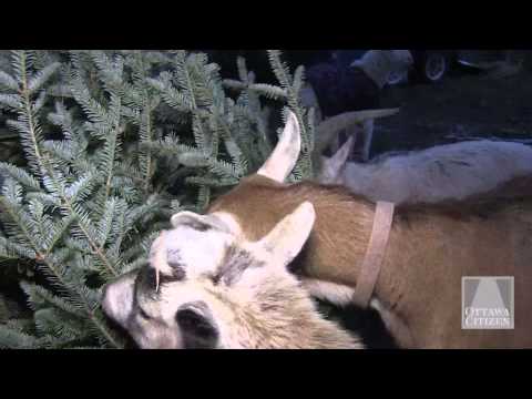 Goats enjoy a Christmas tree treat