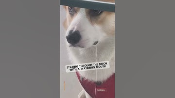 Mouth-Watering Corgi: "Give me a Snack!" #shorts