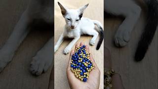 Satisfying Cat ASMR 💫 Magic Beads Play #shorts #cat #asmr #beads #satisfying