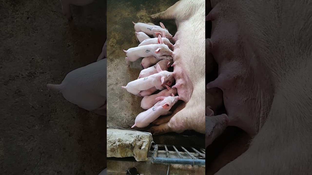 Breastfeeding//piglets