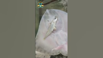 Cá Đuối Ăn Trông Cực Hài Hước! 😂 | Funny-Eating Stingray! #shorts