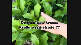 The only time paw paw trees need shade