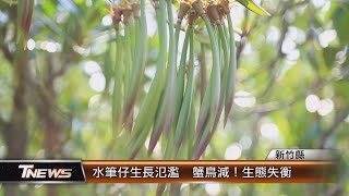 水筆仔生長氾濫蟹鳥減！生態失衡T-NEWS聯播網 