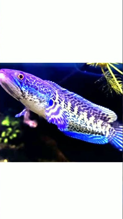 story' wa jedag jedug ikan chana!!