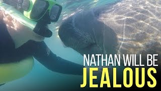 Swimming with the Manatees  3 Sisters Springs  Our Airstream Life