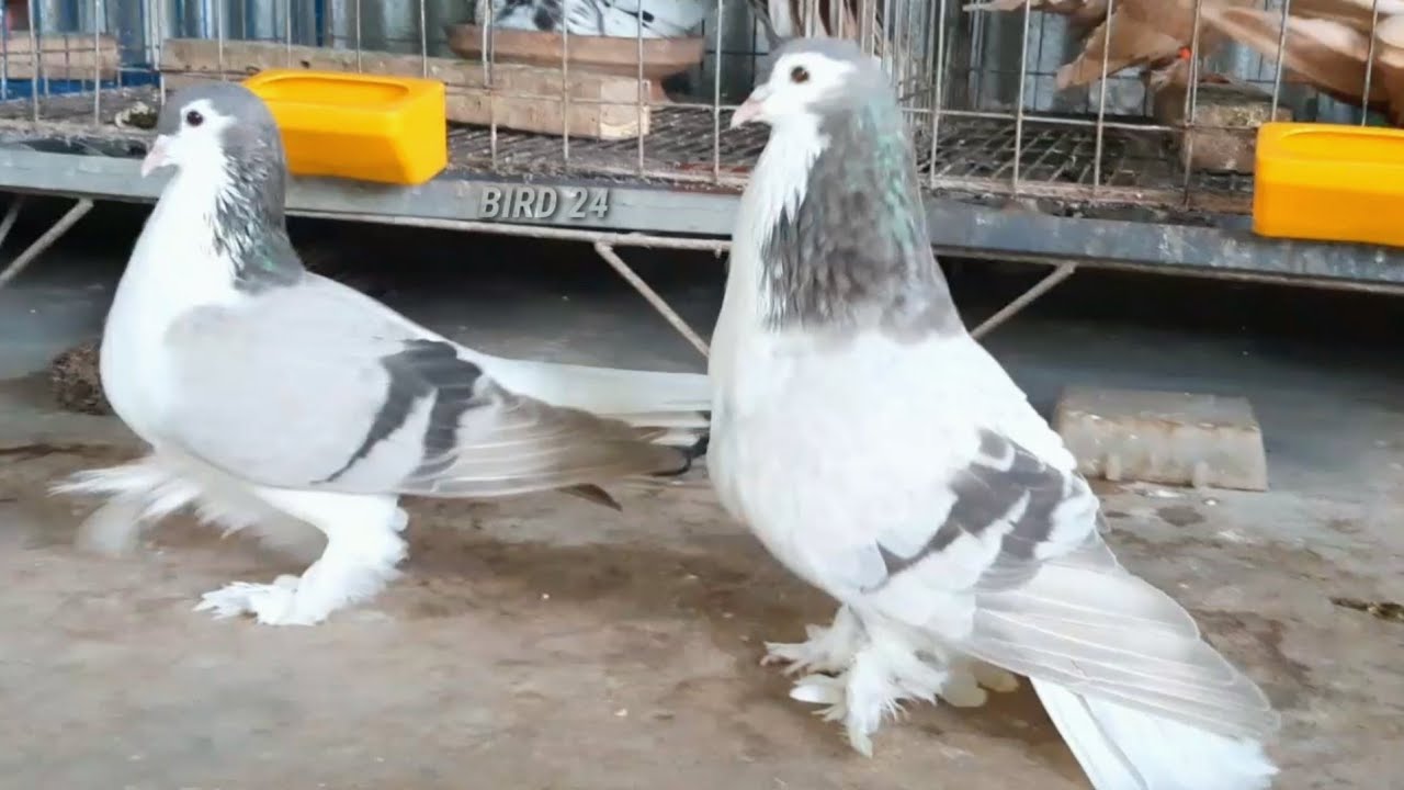 Lahori sherazi pigeons Original lahore siraji pigeon Lahore siraji kabutar Pigeons YouTube
