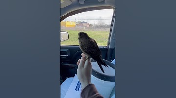 American Kestrel falcon gets her face grabbed by an invasive European Starling!