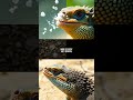 How Iguanas Shoot Salt from Their Noses: Nature's Unique Adaptation