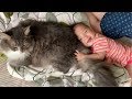 しっぽで赤ちゃんをご機嫌にさせる猫 ノルウェージャンフォレストキャット Cat that makes baby happy with tail