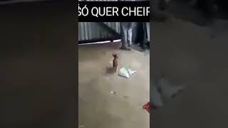 pinscher é danado