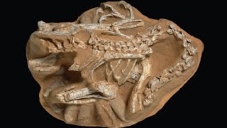 Paleo facts: Citipati