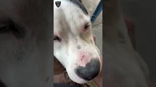 BCSO: Bondable Pup Waylon
