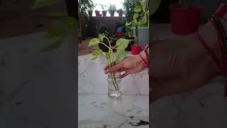 Making new plant babies from old ones! The magic of pothos propagation. 🌿✂️