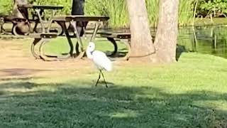 Catch A Fish And Swallow It