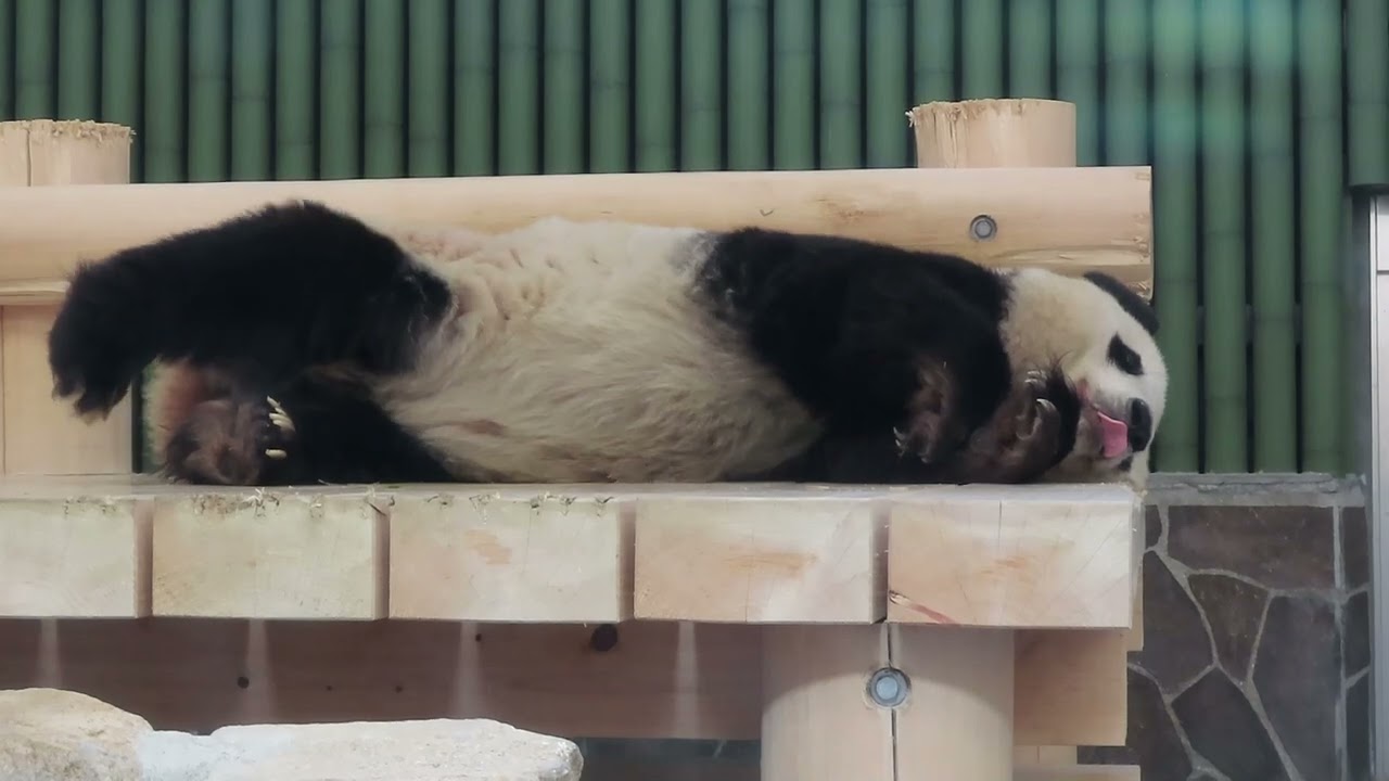 December 14, 2019 [Selection] Wake Up Panda - YouTube