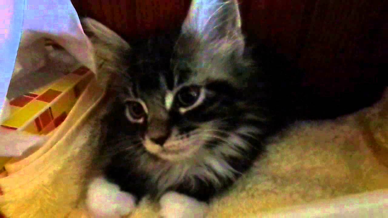 Good morning maine coon kitten