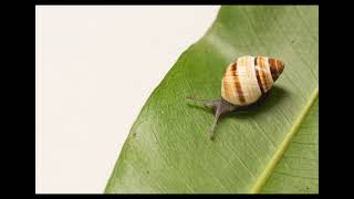 Jewels of the Forest: Dr. Mike Hadfield on the reintroduction of Oahu tree snails