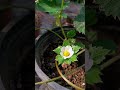 ഇത് എന്തിന്റെ പൂവാണെന്ന് മനസ്സിലായോ! #viral #shortsfeed
