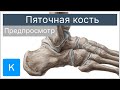 Пяточная кость (предпросмотр) - Анатомия человека | Kenhub