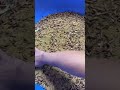 Superworms