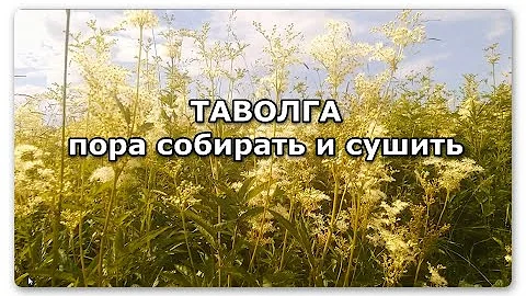 Таволга - пора собирать и сушить