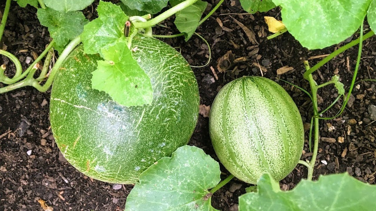 5 Benefits of Growing Melons Vertically YouTube