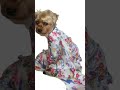 沖縄生まれのヨークシャーテリア🌺 #ヨーキー #犬のいる生活#HY てぃんさぐぬはな#ハイサイヨーキーです!#ハイサイワン子