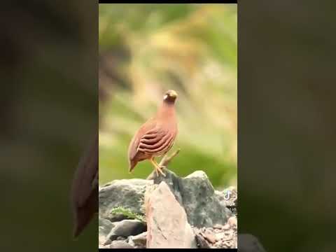 شيله تابعونا يامحبين القلائل 