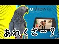 ヨウムのいる家に送り込まれたアレクサの運命…w【喋る鳥・ずぅちゃん】