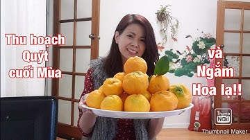 THU hoạch Quýt cuối mùa và ngắm hoa lạ/Cindy ở Úc Australia