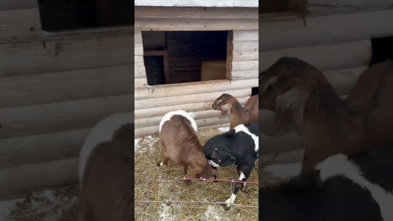 Goats Butting heads: I have a headache 🐐