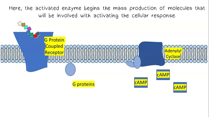 Signal Transduction AP Biology - DayDayNews