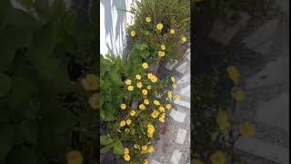 Beautiful Chrysanthemum Flowers Blooming 👌🏻homegardening#flowergarden #gardan #flowers