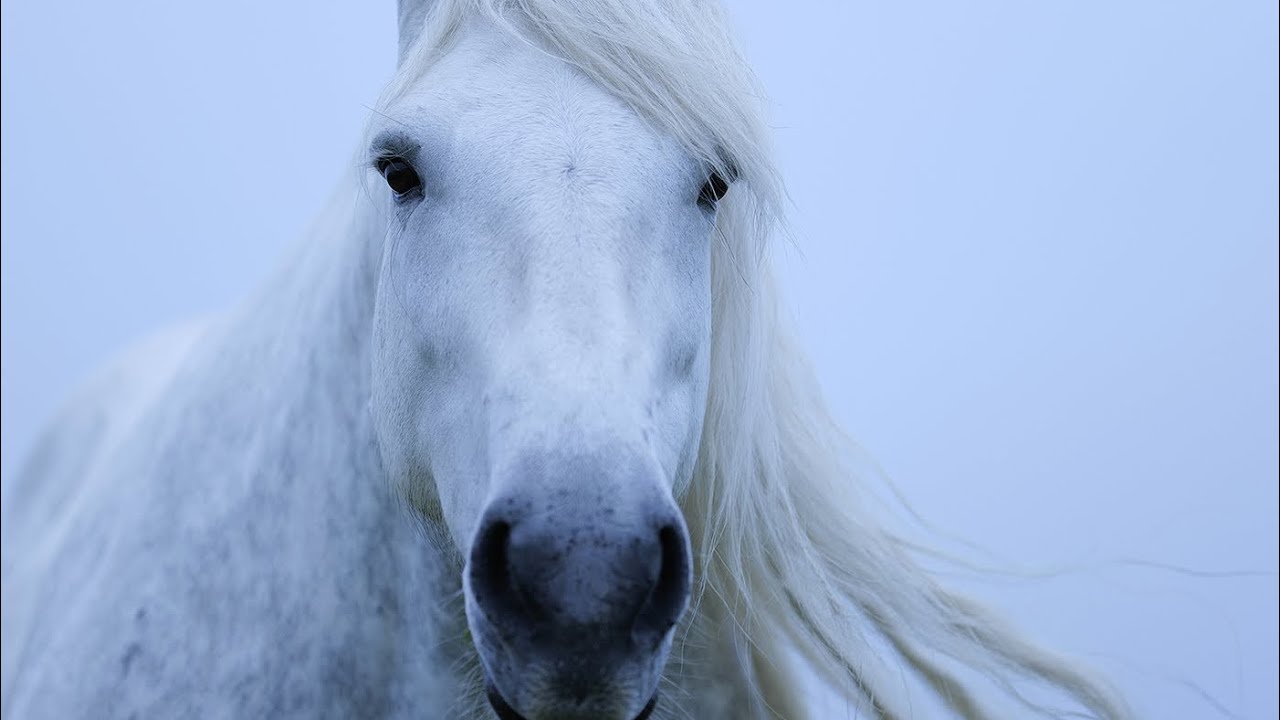 ユルリ島に残された馬たちに捧げる