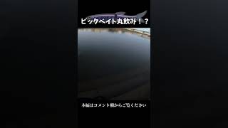 ビックベイト丸飲み！？エバーグリーン　#エスドライブ　#シーバス　#リバーシーバス
