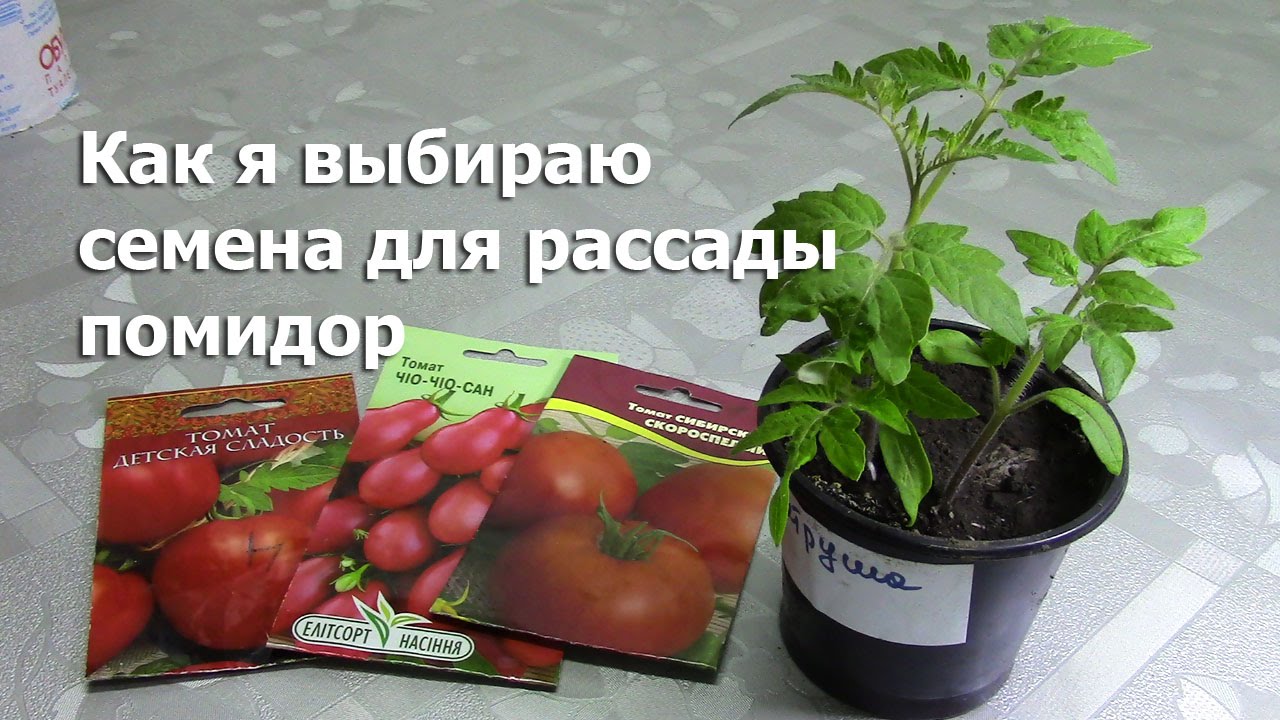Купить рассаду помидор в спб. Томат Чио-Чио-Сан. Рассада помидор названия. Как проверить семена помидор для рассады. Рассада помидор Альметьевск.