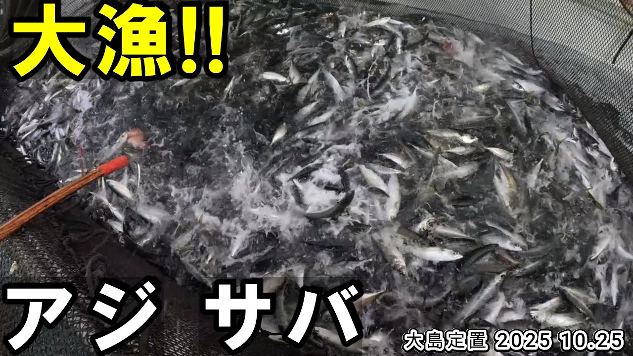 [大漁]サバサイズアップで昨日の倍以上の水揚げ!!　アジも大漁!!　若狭湾 大島定置 2025 10.25 [俺視点] #定置網  #漁師