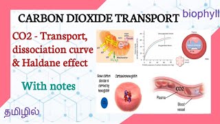 CARBON DIOXIDE TRANSPORT IN TAMIL | CO2 - Dissociation curve & Haldane effect |