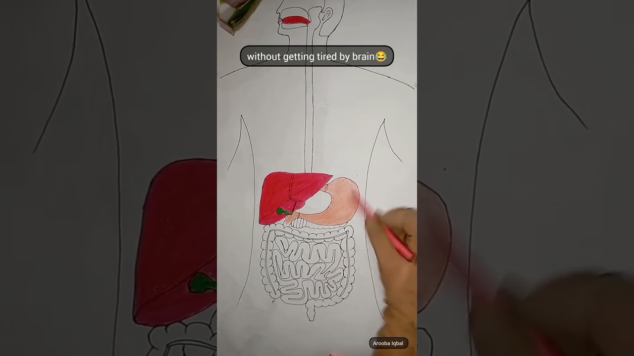 How to draw digestive system in easy steps😜 Part 02  