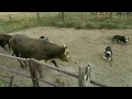 Loading Rank Rodeo Bulls with Satus Eva Brick and Kate