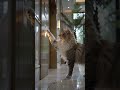 Cat Finds a Secret Flower Elevator i🌹🐾