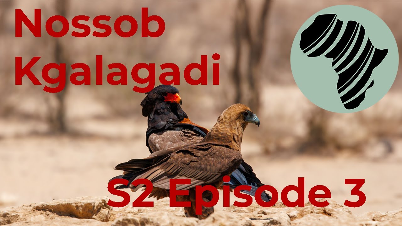 Finally! After 4 Years we are back in the Kgalagadi Transfrontier Park, we visit Nossob