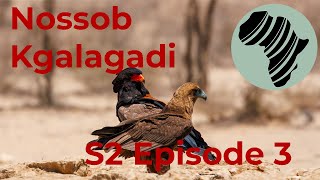 Finally! After 4 Years we are back in the Kgalagadi Transfrontier Park, we visit Nossob