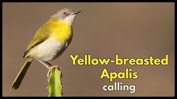 Yellow-breasted Apalis singing