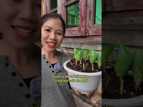 Video Củ giống hoa TULIP nhập khẩu Hà Lan chuẩn giống quay tại làng hoa Phụng Công