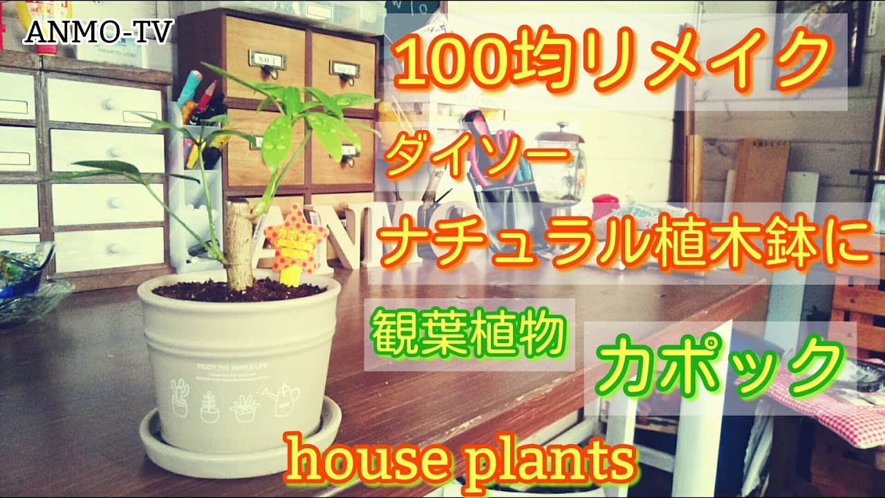 100均リメイク ダイソー ナチュラル植木鉢に観葉植物カポックを植え替え ハウスプランツ Youtube