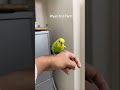 Kuki #foryou #birds